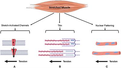 Inter-set stretch: A potential time-efficient strategy for enhancing skeletal muscle adaptations